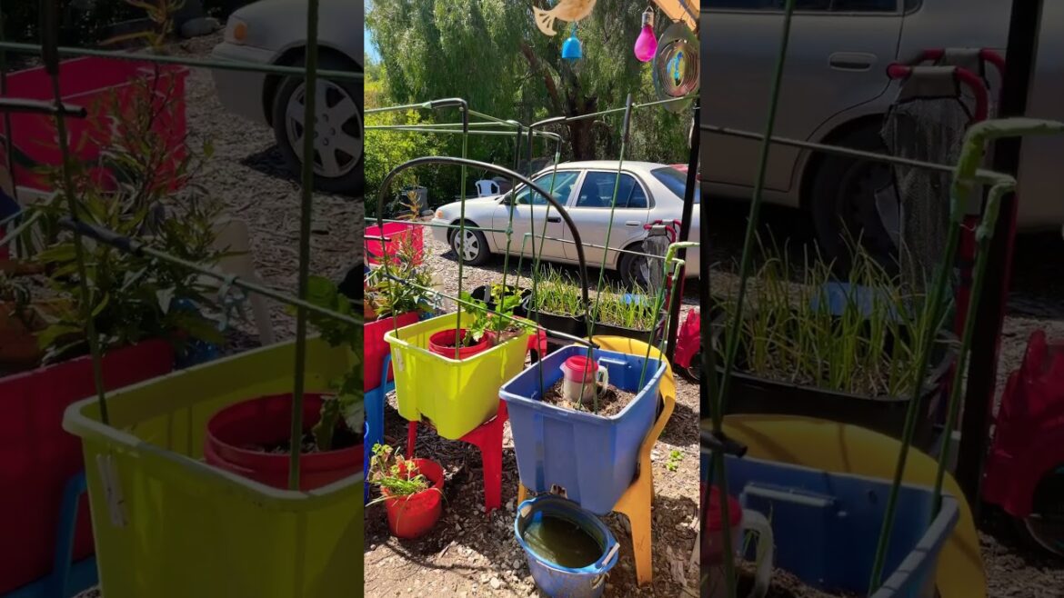 Container Garden Growing Vegetables Cheap in Tote & Vertical Gardening with Tubing in Raised Bed ❤️