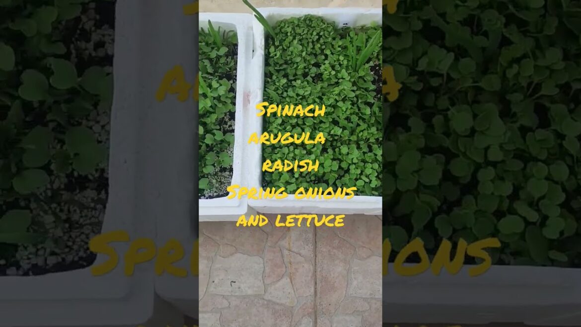 Vegetable garden on the balcony!