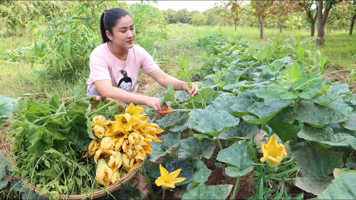 5 months Pregnant mom collect free and fresh vegetable from vegetable garden for cooking