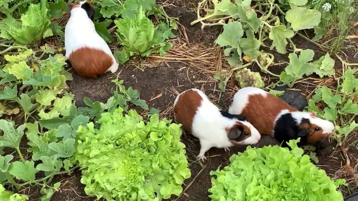 GUINEA PIGS VEGETABLE GARDEN
