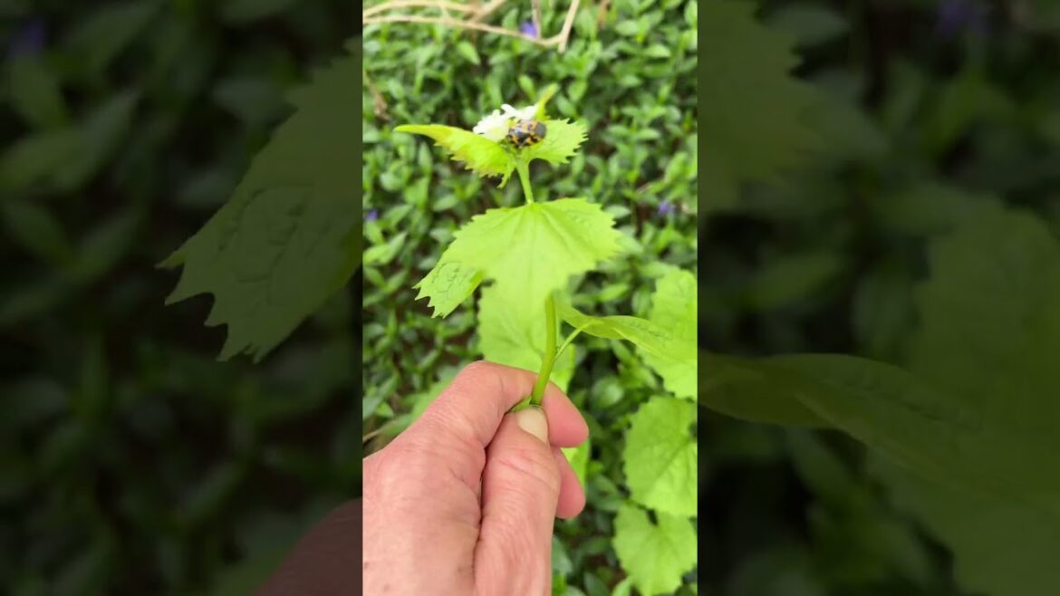 Attack of the harlequin bugs! #gardening #vegetablegarden #gardenpests #weeding