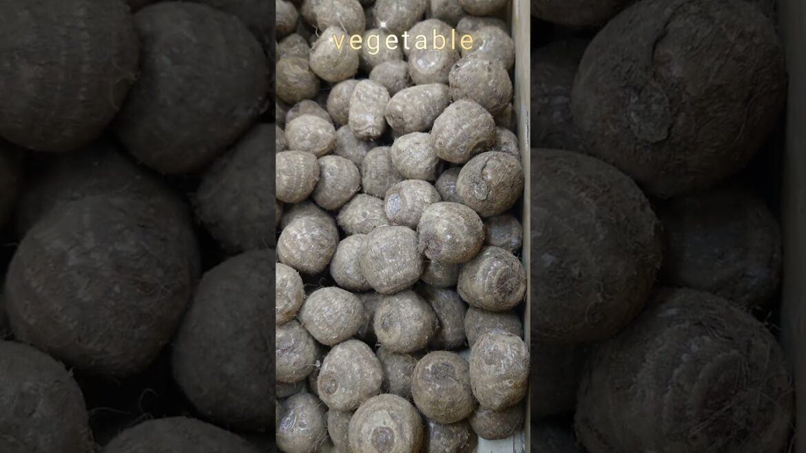 I love vegetable gardening!#shorts #taragyon