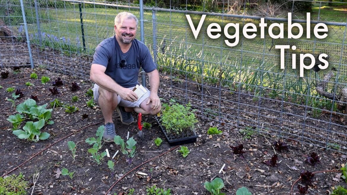 All About Our Vegetable Garden