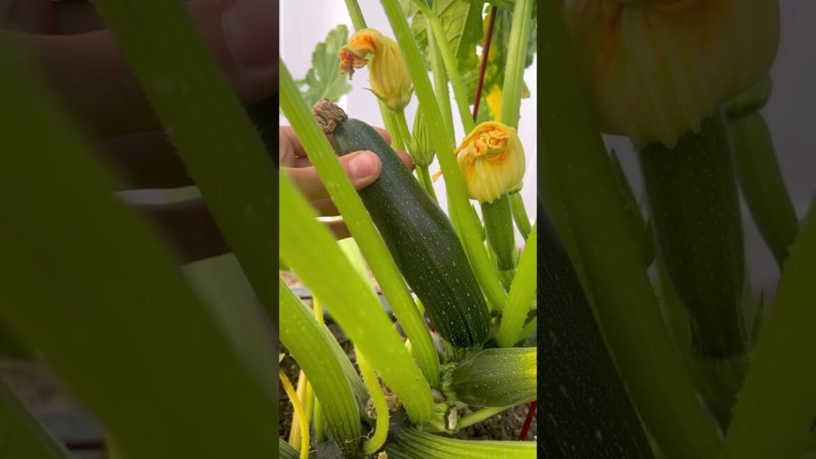 #vegetablegarden #gardening #raisedbed #raisedbedgarden #backyardgarden #urbanfarm #garden #growfood