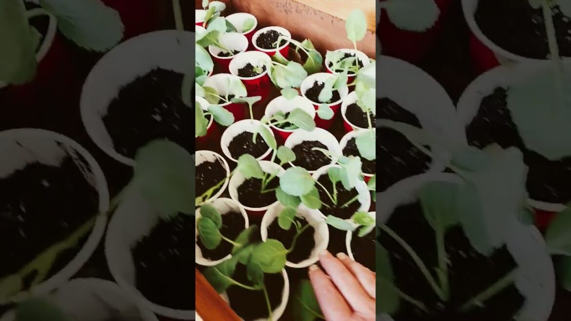 Plants In The Cold Frame! #gardening #plants #vegetables