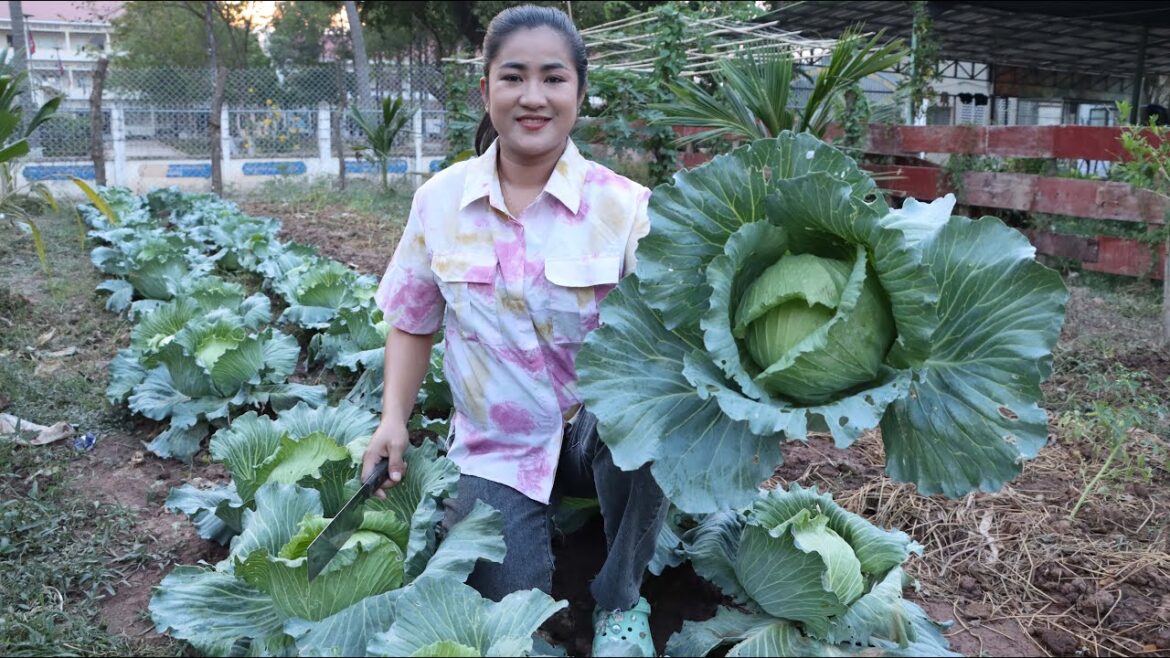 Pregnant mom harvest cabbage for vegetable garden for cooking - Cooking with Sreypov