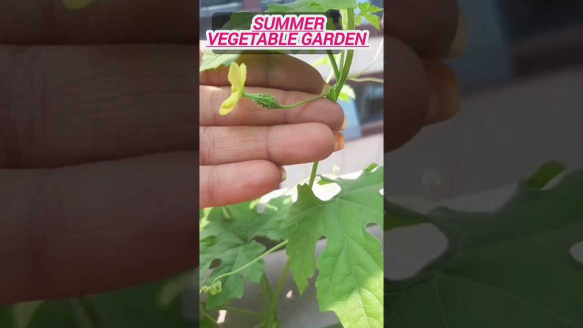 summer vegetable garden #youtubeshorts #shortvideo #shOrts#YouTube#shorts #गर्मियों की सब्जी #करेला
