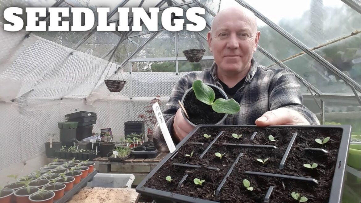 Seedlings [Gardening Allotment UK] [Grow Vegetables At Home ]