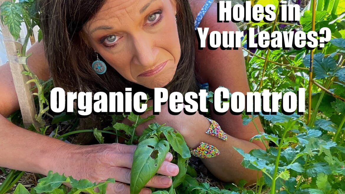 Holes in Your Leaves?  Organic Pest Control Solutions for your Vegetable Garden