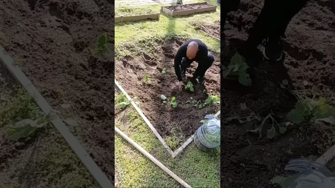 How To Plant Vegetables In A Raised Garden Bed #shorts