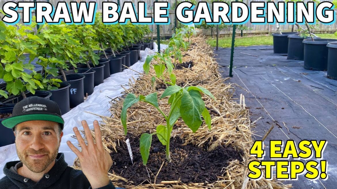 How To Plant A Vegetable Garden In STRAW BALES In 4 Easy Steps