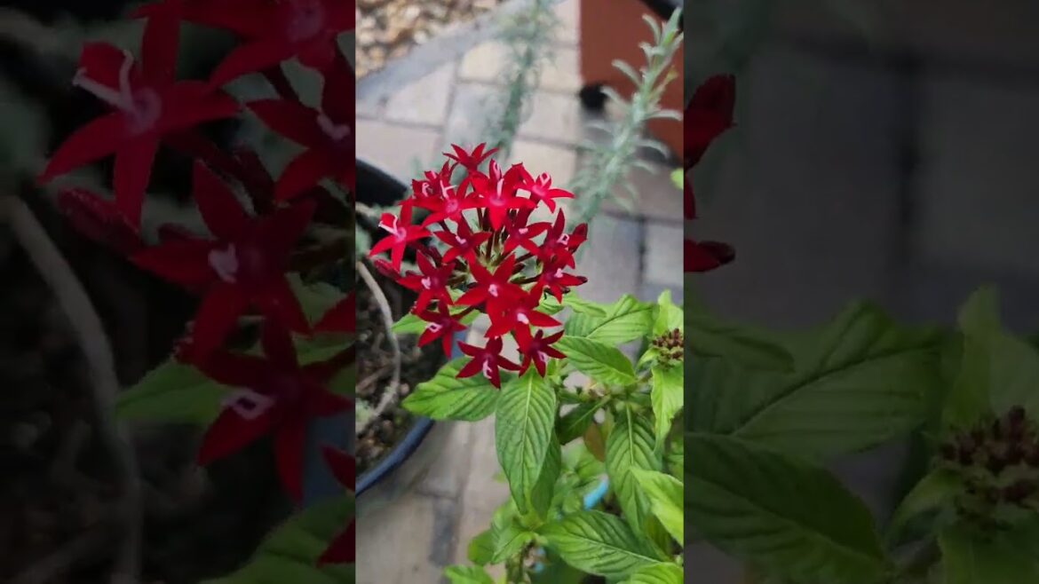 Garden update #hobbies #plant #succulents #vegetables #gardening