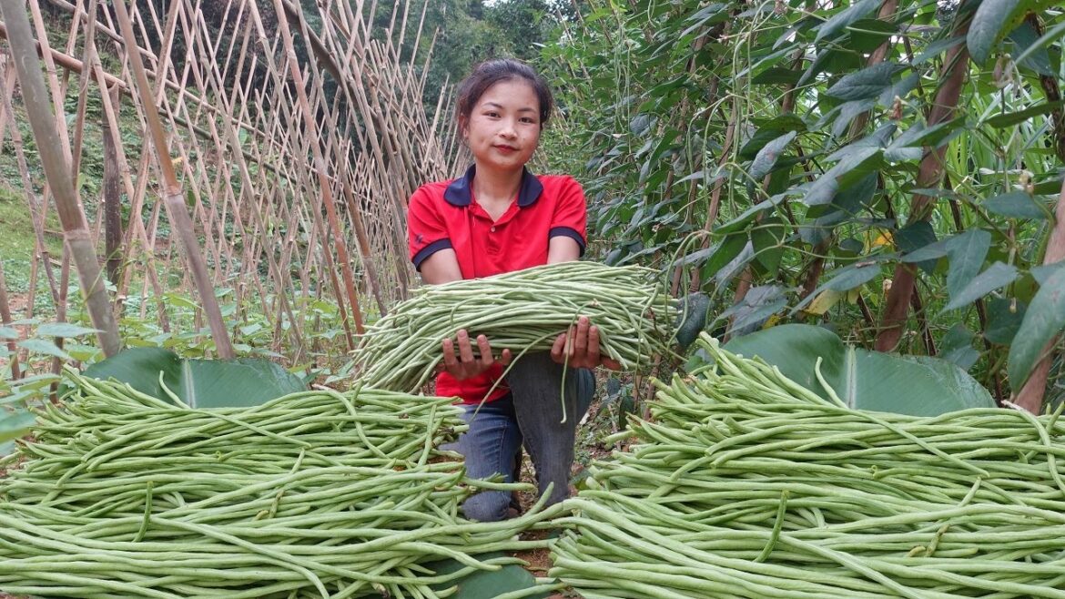 Take care of the vegetable garden, harvest beans and bring to the market to sell Jena Farm. Ep.135