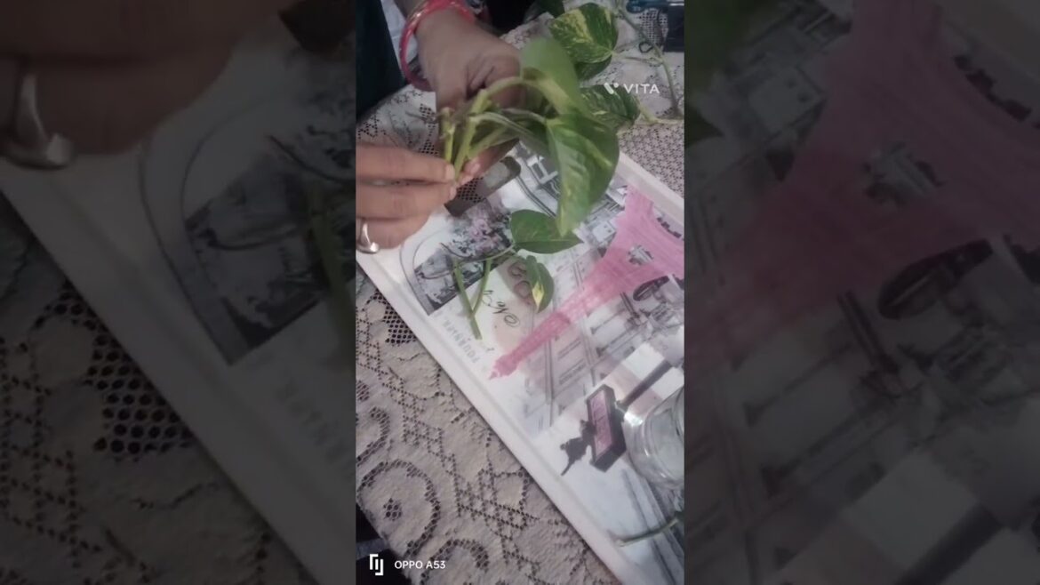 How to grow money plant in water, #flowergardening #gardening #vegetablegardening, Rooftop905.