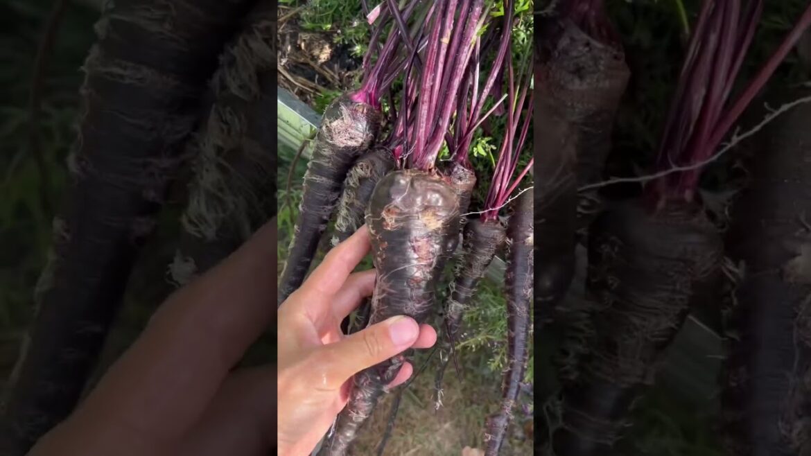 Earth day#gardening #raisedbed #raisedbedgarden #vegetablegarden #backyardgarden #garden #urbanfarm