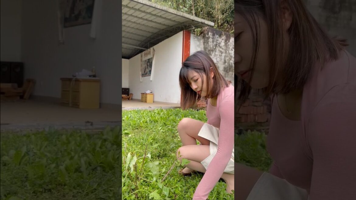 green vegetable garden