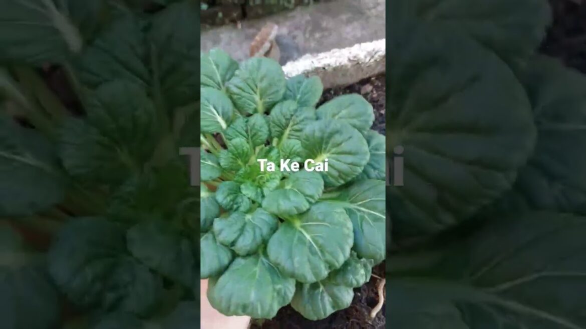 Harvest vegetables #takecai #vegetables #vegan #farming #garden #harvesting #treelife #nature