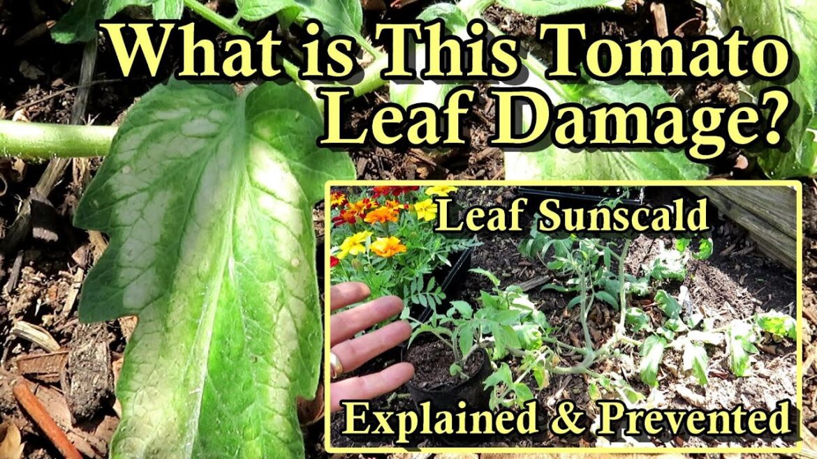 Tomato Leaf Sunscald Explained & How to Prevent It: Vegetable Garden Quick Tip Series
