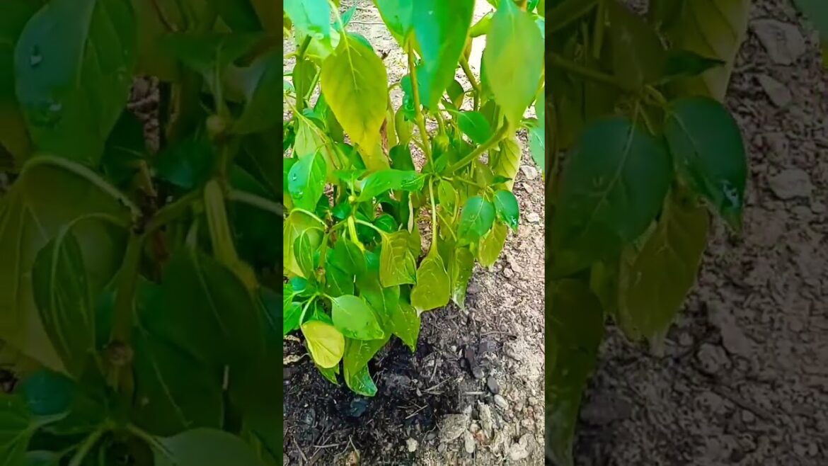 Vegetable Garden OutDoors- How Well Plants Are Growing!? #shorts #gardening #subscribe