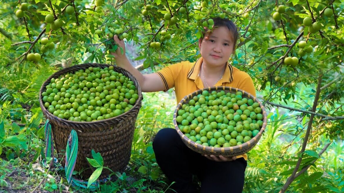 Harvesting Plums Garden Go market Sell, Gardening to grow farm vegetables | Linh Building New Life