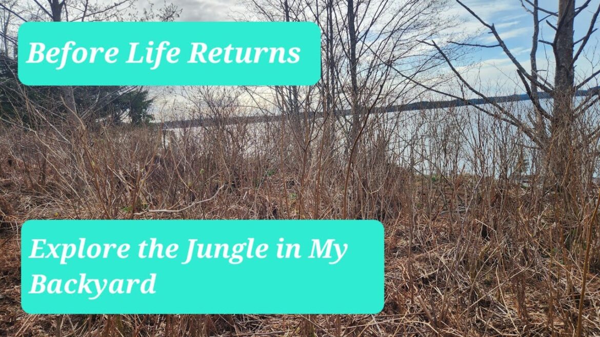 Spring Backyard tour | Vegetable Gardening | Small Space Gardening