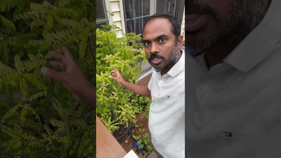 How Home Vegetable Garden Look in America? ❤️