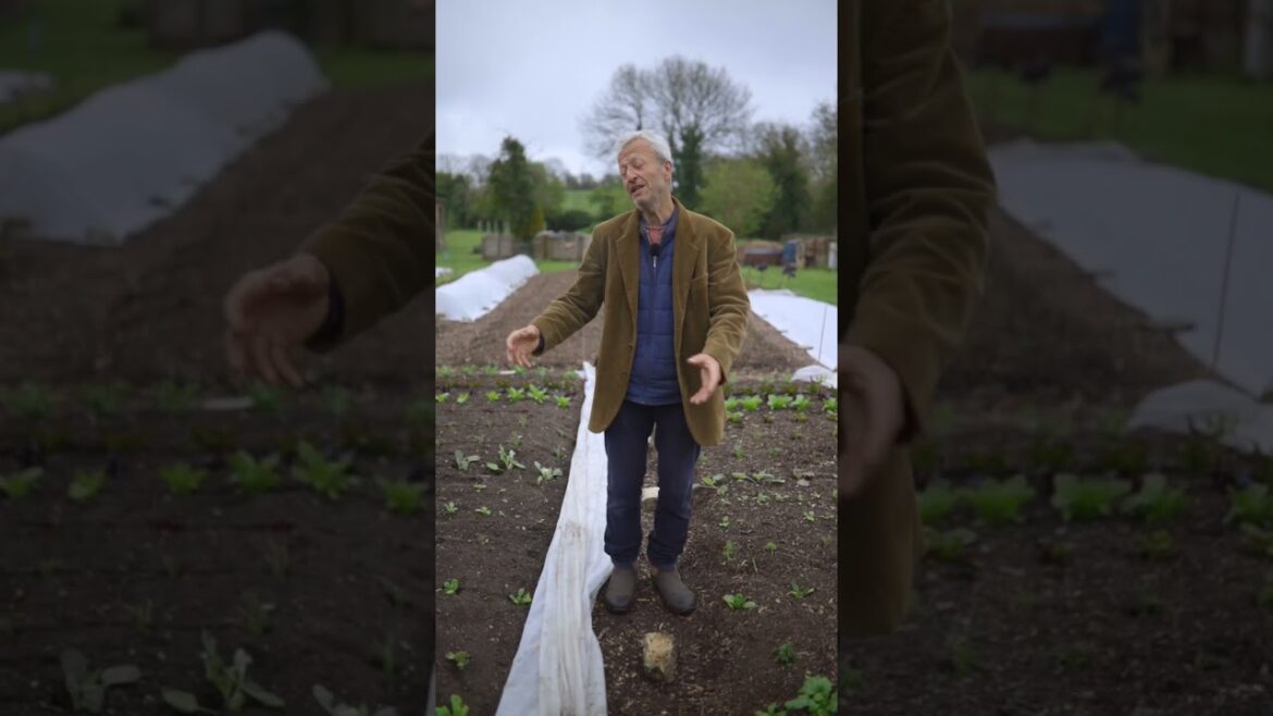 Dig v No Dig first month of growth 2023