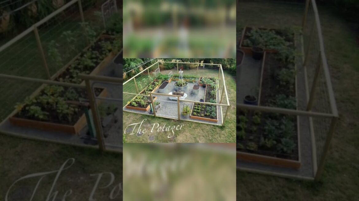 mini vegetable garden in the backyard