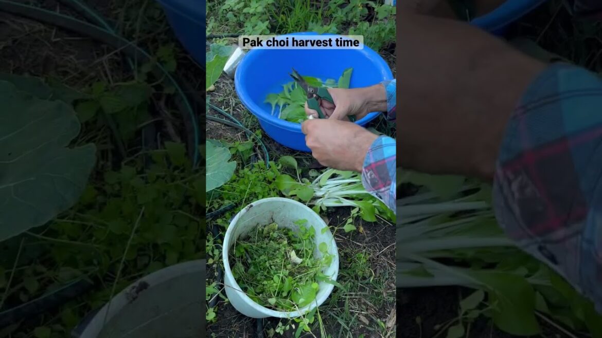 Pak Choi harvest #growyourownfood #gardening #backyardgardening #vegetables #garden #veggies