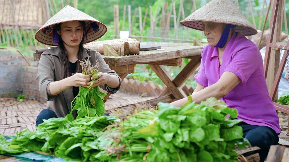 Harvest vegetable spinach the garden to bring to the market - Make fried sweet potato | Honggam Farm