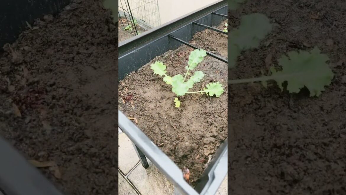 Planting Time! #vegetablegarden