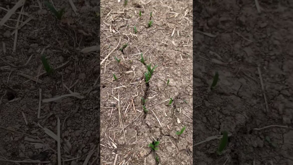 First seeds germinated in the vegetable garden. 4/28/23