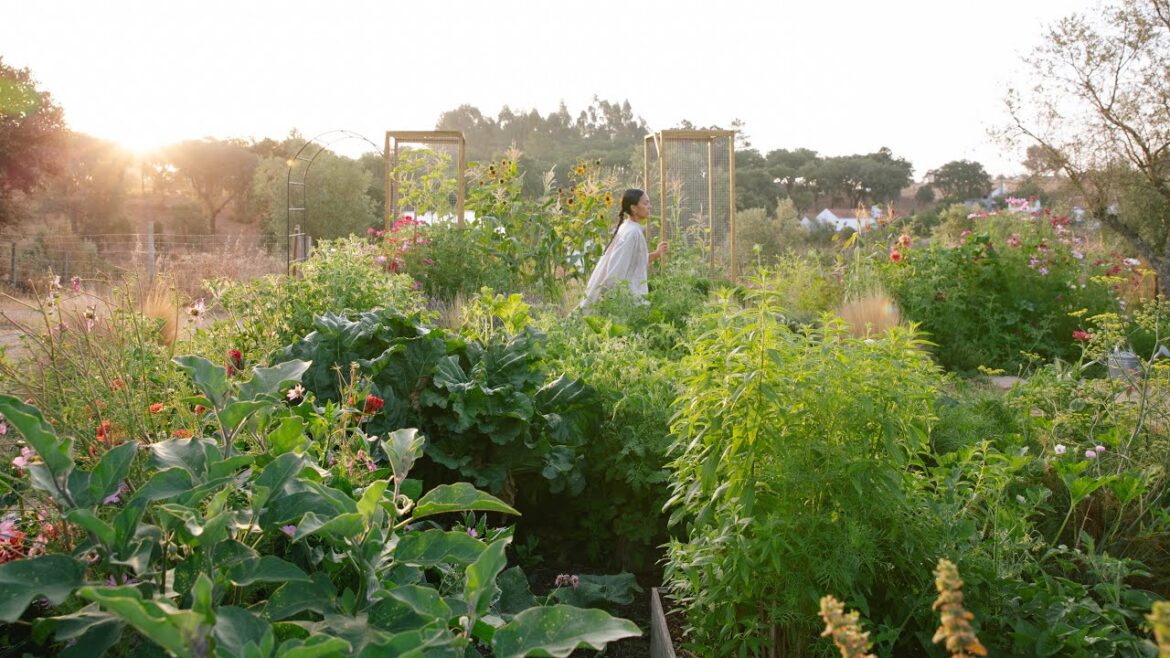 Transforming an Abandoned Land into a Vegetable Garden - Part 1