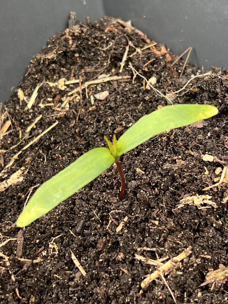 Mystery seedling popped up last week, any ideas what this could be? Red stalk and crinkly looking leaves…