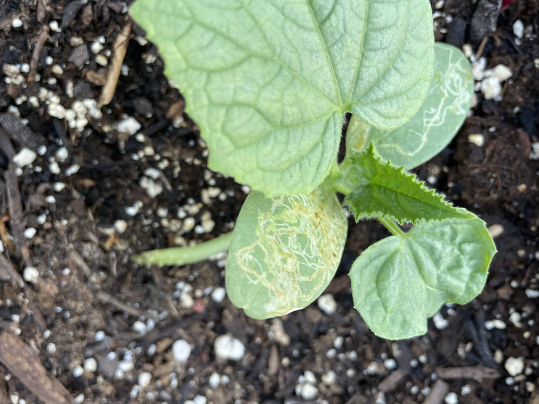 Okra and Cucumber damaged? Dining and Cooking