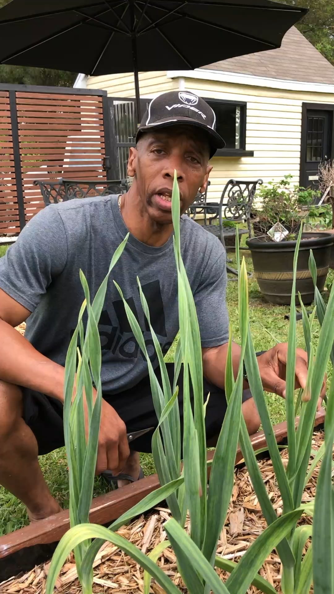 Grow The Largest Garlic Bulbs Zone 8A Dining and Cooking