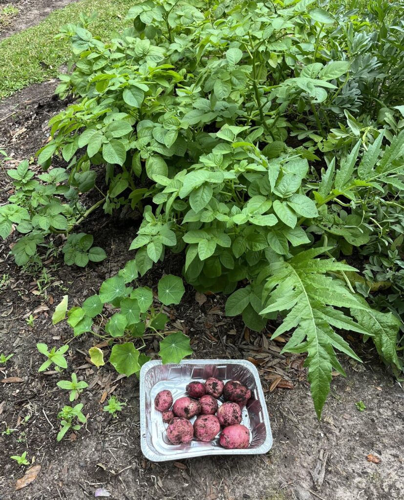 Digging Digging Up These Red Pontiac Potatoes