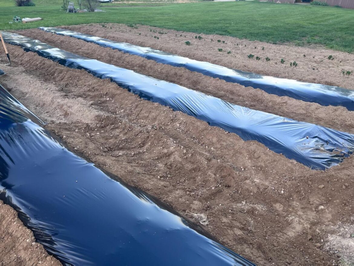 Plastic mulch + drip irrigation