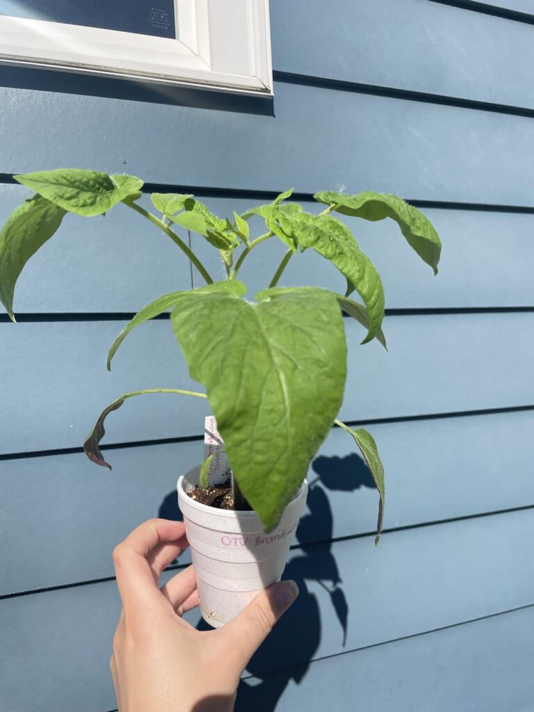 When to pot up tomato seedlings?