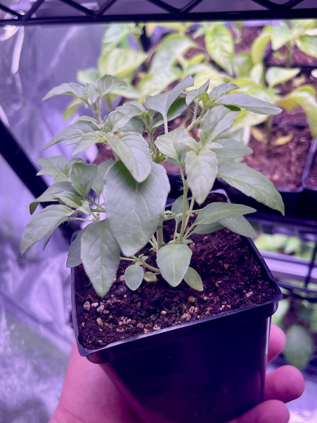 Loving this Chinese Sweet Basil Dining and Cooking