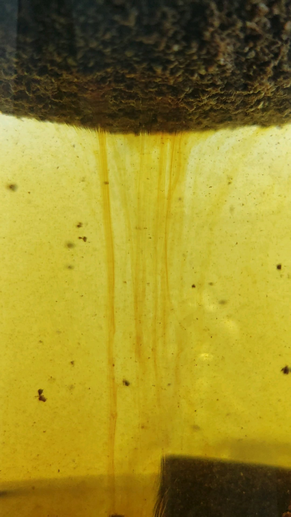 Cold brew looking pretty