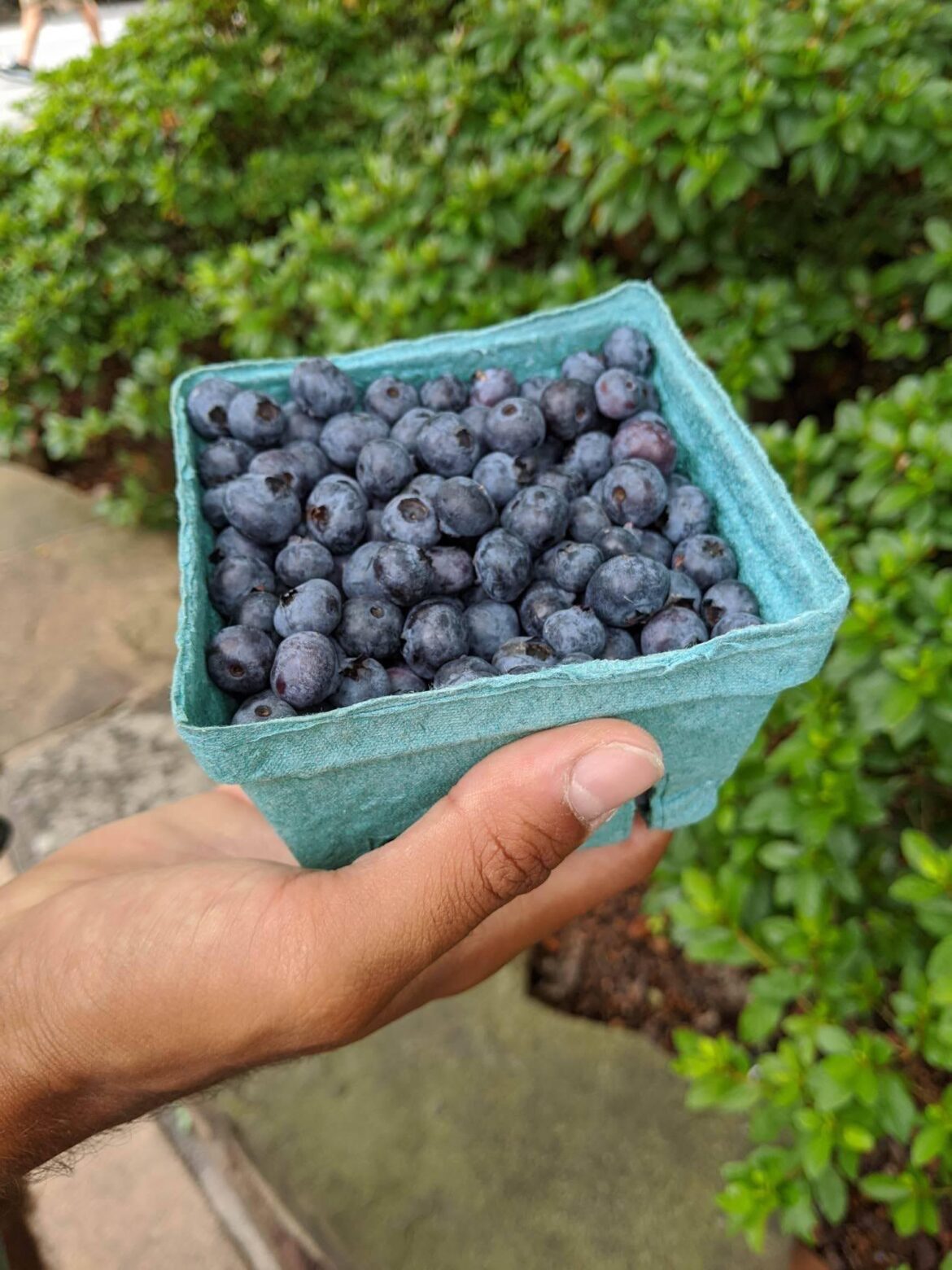 Where can I find blueberries packaged in carton instead of plastic?