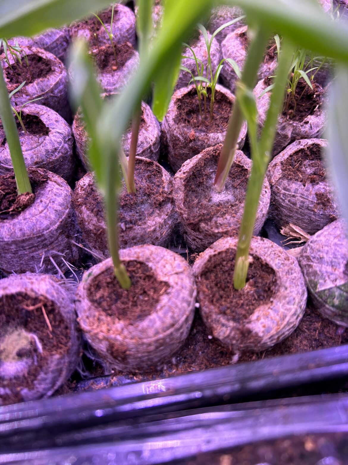 Is cobweb mold or mycelium a threat to my seedlings? Is cobweb mold or mycelium a threat to my seedlings?