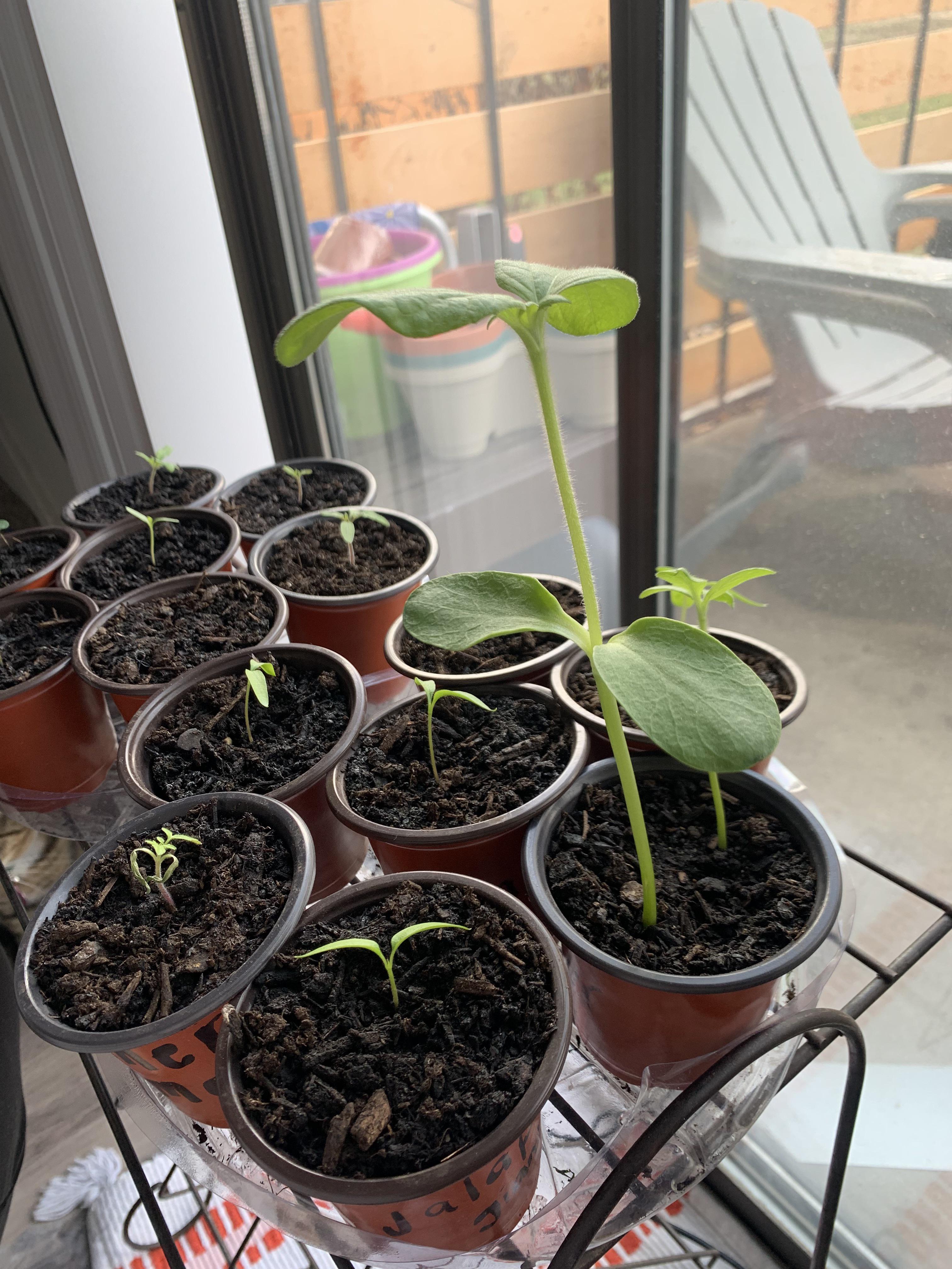 sunflower seedling Dining and Cooking