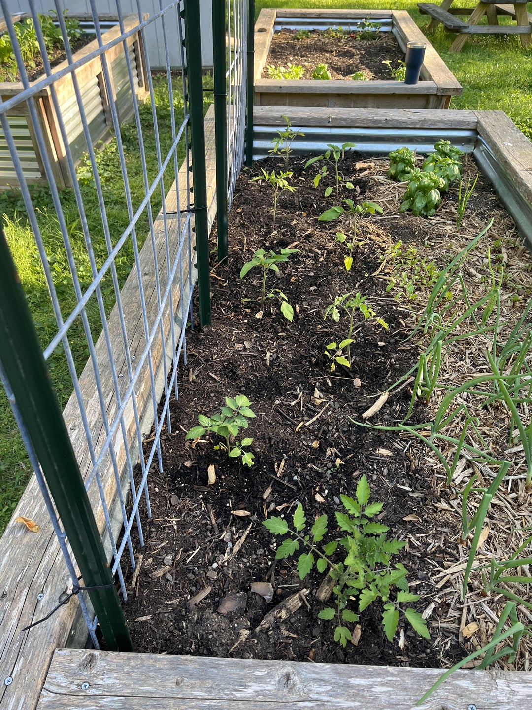Tomatoes on trellis Dining and Cooking