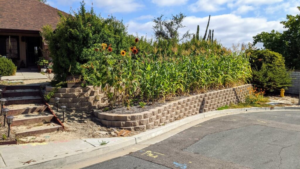 Root Blocker for Cape Honeysuckle?