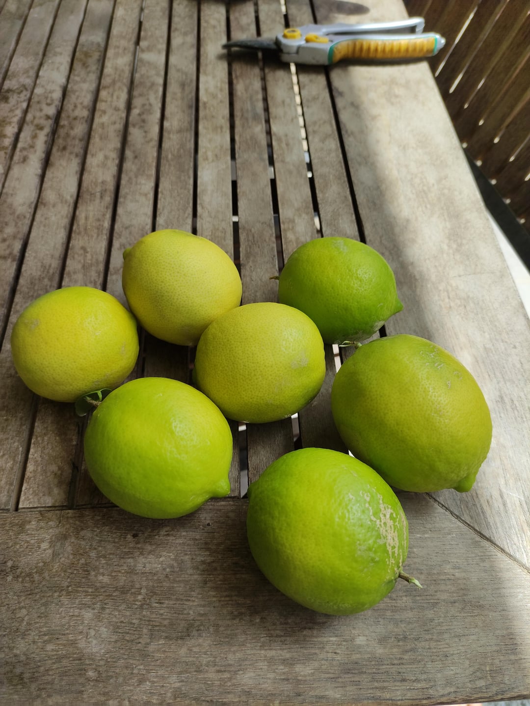Today's lime harvest. This lime tree produced 60 limes this year