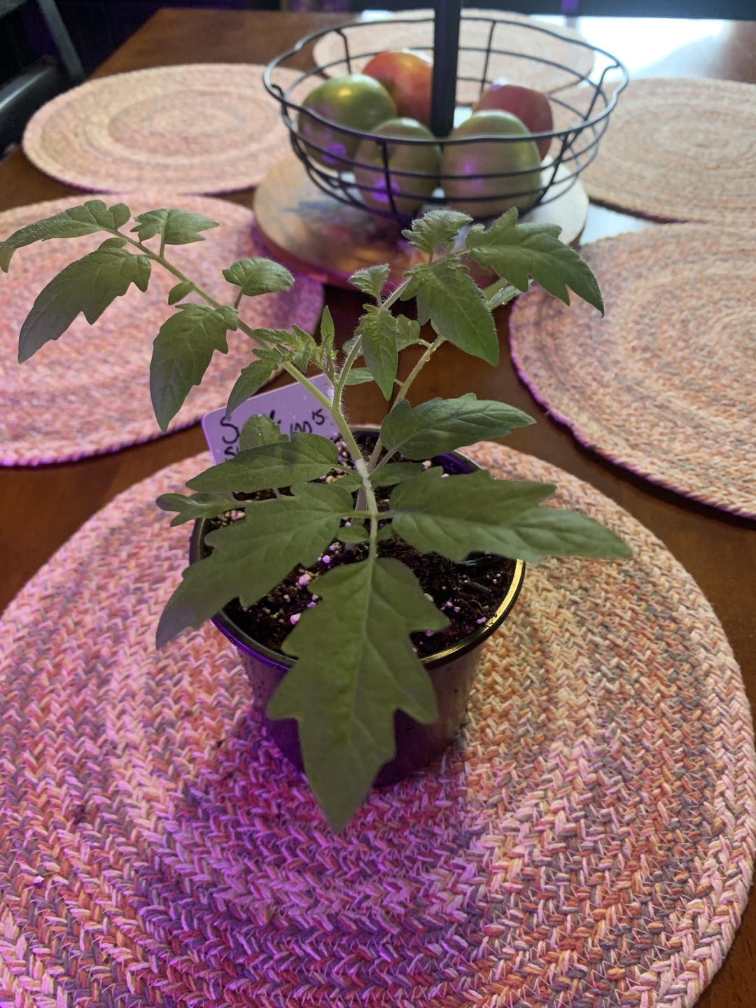 So proud of my Super Sweet 100 Cherry tomato plants. 4 more weeks and