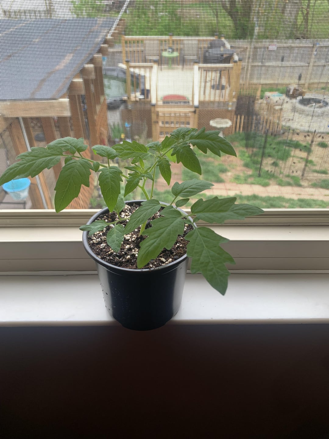 So proud of my Super Sweet 100 Cherry tomato plants. 4 more weeks and