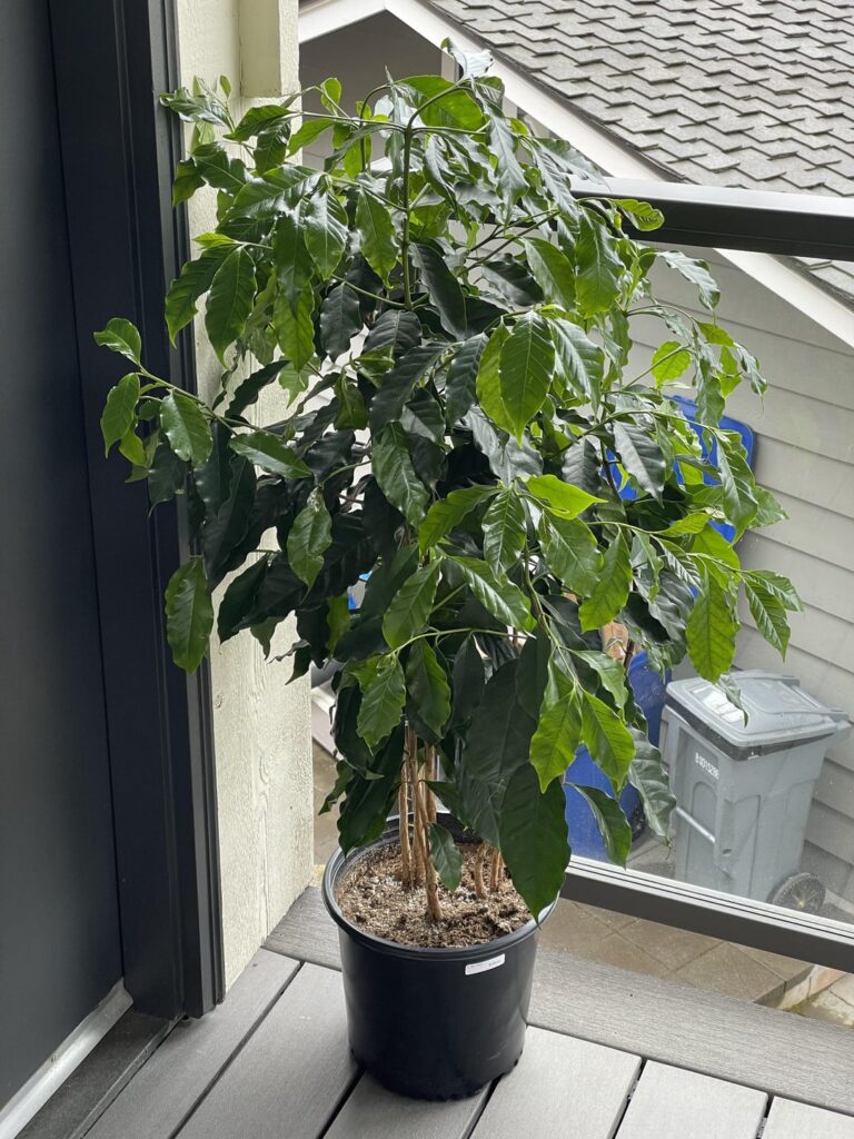 Vertically integrated! fist coffee plant 🌱